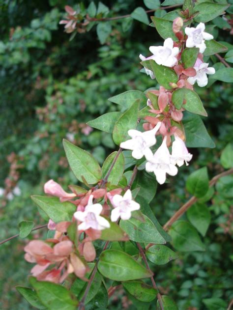 Highlight Glossy Abelia Home And Garden