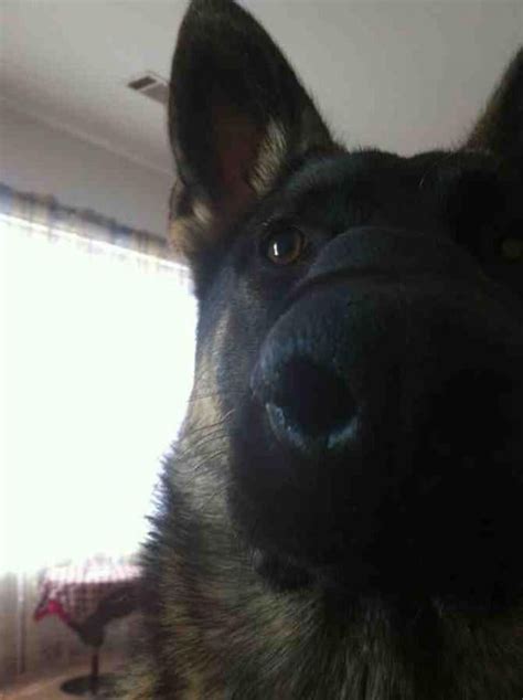 Bump On Nose German Shepherd Dog Forums
