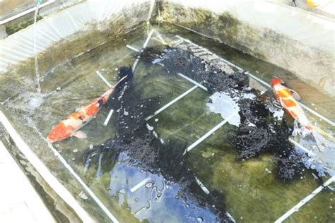 We did not find results for: Struktur Kolam Koi : Merencanakan Kolam Koi Koi Art ...