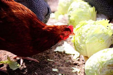 Chickens Love Cabbage I Am Baker
