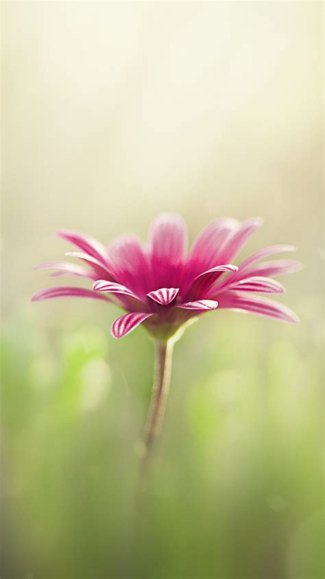 A collection of the top 57 floral iphone wallpapers and backgrounds available for download for free. Flower iPhone Backgrounds (38 Wallpapers) - Adorable Wallpapers
