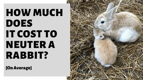 How Much Does It Cost To Neuter A Rabbit On Average