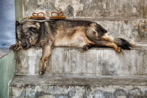 Rescuing A Stray Dog Off The Streets Here Are The Necessary Steps You