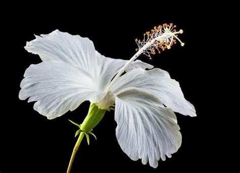 Once you've chosen the style of jeans and the floral design you want, follow these steps to embroider the design onto your jeans. Amazing Health Benefits Of Shoe Flower
