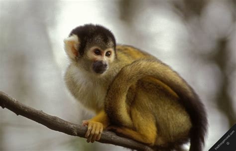 7 Pictures Of Tropical Rainforest Primates Biological Science Picture