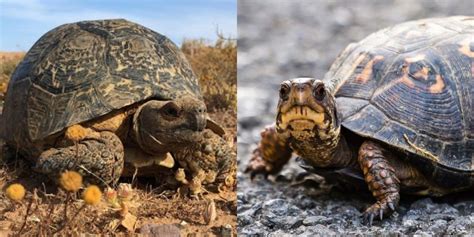 Turtle Vs Tortoise 8 Key Differences Between These Reptiles