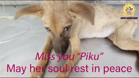 My deepest condolences to those who lost their loved ones. Miss you 'Piku'... May her soul rest in peace... - YouTube