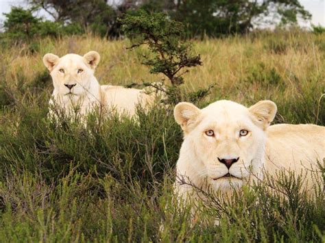 White Lions South Africa Lions South Africa Lion Pictures Lions