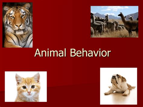 Animal Behavior