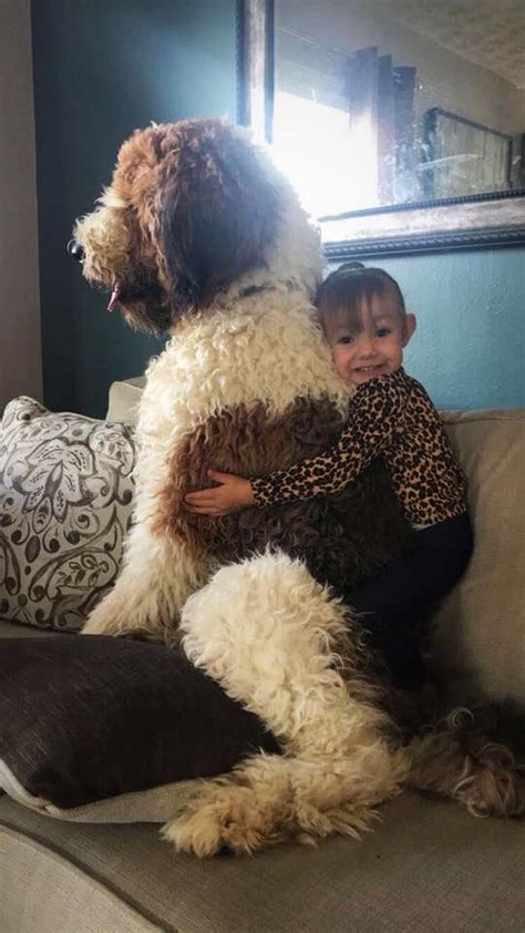 Berdoodle, with the potential to be 25% st. Pin by Madison Lisle on Saint Berdoodles | Dogs and kids ...