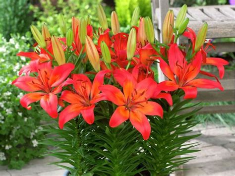 What Is The Difference Between Asiatic And Oriental Lilies Bulb