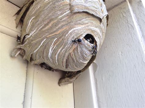 Having a hornets' nest in your yard can be very pesky, as isaac and shannon barron experienced firsthand at their home in arkansas. Buzz Off 3 Ways To Safely Get Rid Of A Hornet Nest ...