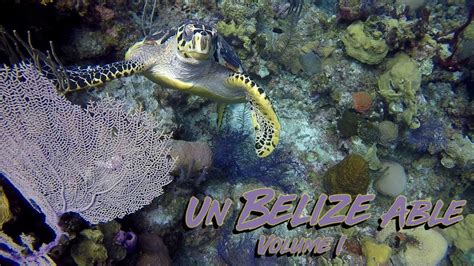 Scuba Diving Un Belize Able Volume I Lighthouse Reef Belize