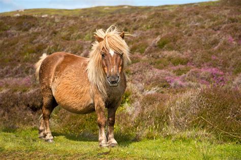 Shetland Ponies Love The Energy