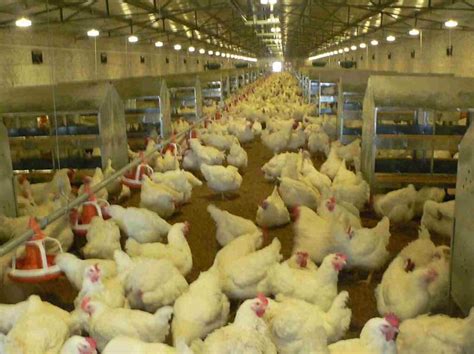 Connect Poultry Farm Equipment Supply Intensive Poultry Breeding System