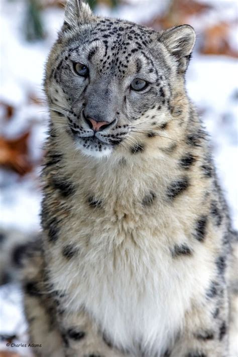 Beautiful Wildlife Female Snow Leopard Portrait By Charles Adams