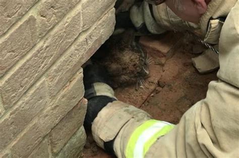 Look Cat Rescued After Getting Trapped Between Walls Upi Com