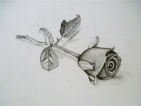 Lukisan Bunga Ros Pensil Gambar Bunga Mawar Steemit Kiley Larkin