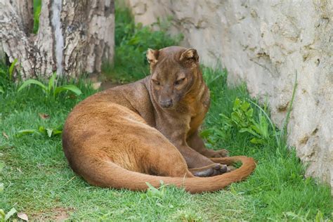 Fossa Animals Amazing Facts And Pictures All Wildlife