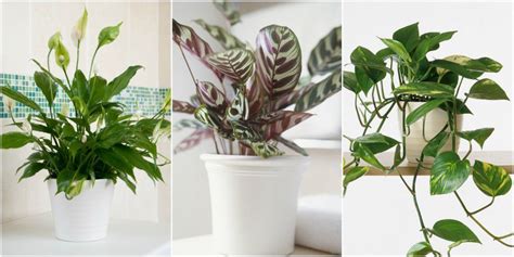 8 Shade Loving Houseplants Perfect For The Darker Corners Of Your Home