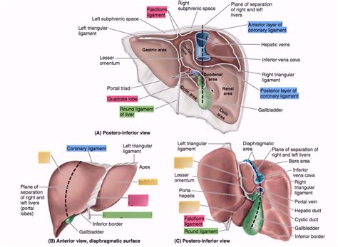 Liver Diagram Quizlet