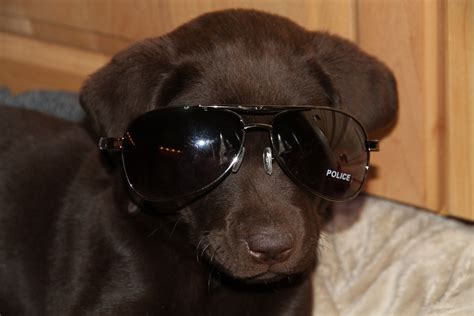 Cool Shades Dogs And Puppies Puppies Dogs