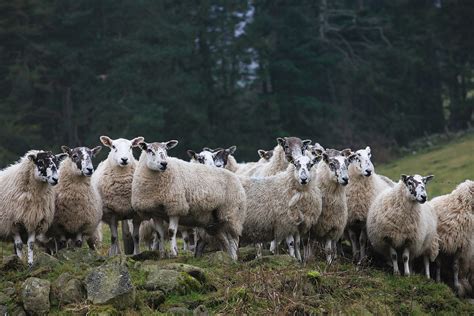 Highland Sheep Environmental Benefits Of Hill Farming Hailed Press