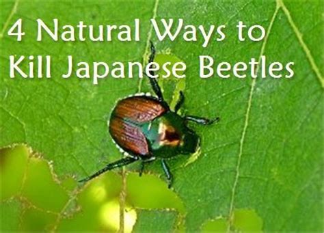 Condo Blues 4 Natural Ways To Kill Japanese Beetles