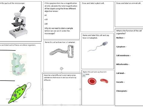Biology Worksheet The Microscope Teaching Resources Biology