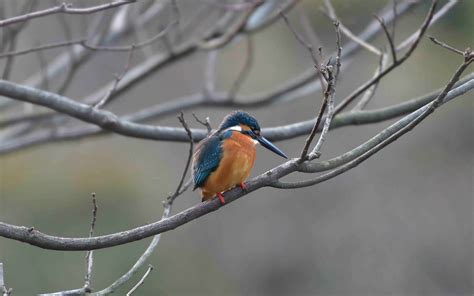 Download 3840x2400 Wallpaper Bird Tree Branch Blur Kingfisher 4k