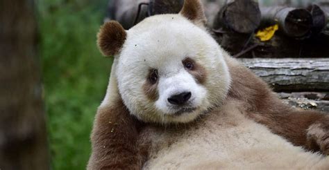 El único Panda Marrón En El Mundo Fue Abandonado De Pequeño Y Ahora Le