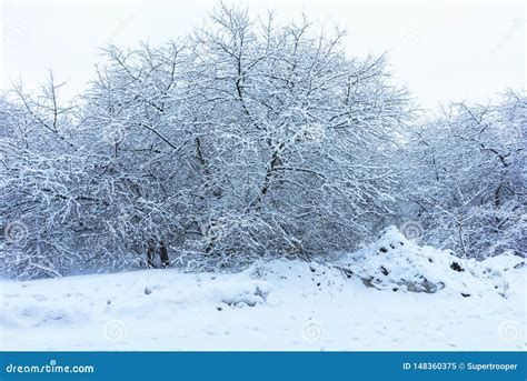 Winter Park In Snow Stock Image Image Of Frost Scenery 148360375