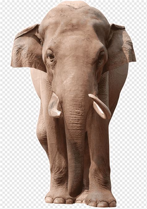 Elephant African Bush Elephant Asian Elephant African Elephant Elephants Indian Elephant