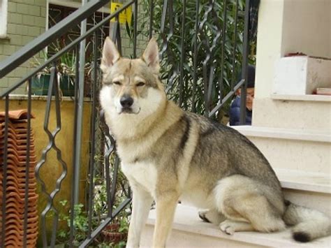 Cane Lupo Cecoslovacco Carattere E Caratteristiche Di Razza