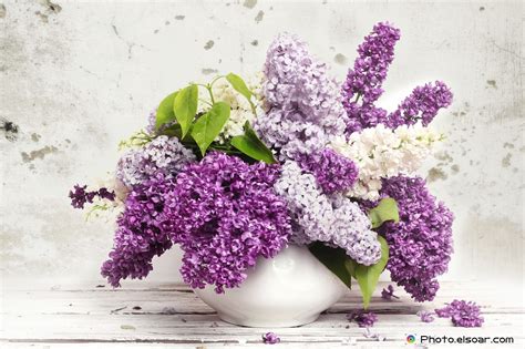 25 Most Beautiful Lilac Flowers For All Events Elsoar