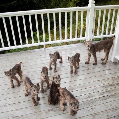 Africa's smallest wild cats are to be found in the grassy plains and deserts of south africa. Only In Alaska Can You Wake Up To A Family Of Wild Cats