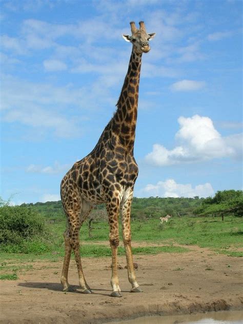 Large Giraffe In South Africa Jirafa Pinterest Giraffe Giraffe Facts And Animal
