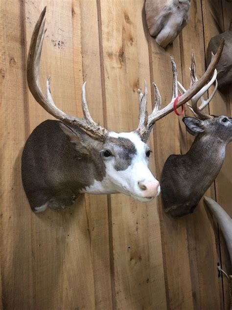 Piebald Buck Mount Ohio Sportsman Your Ohio Hunting And Fishing