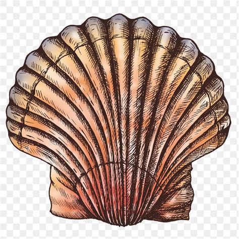 Download Free Png Of Colorful Clam Sea Shell Png Transparent By Noon About Sea Shell Shell Sea