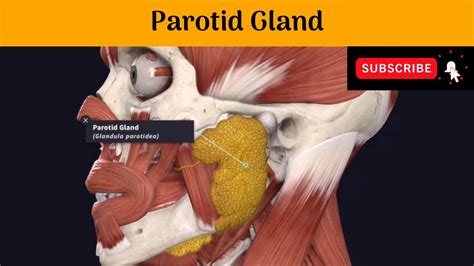 Parotid Gland Parotid Mould Or Bed Parts Relations Blood Supply