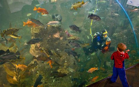 Seattle Aquarium Scuba Diver Feeds Fish Puget Sound Joel Rogers