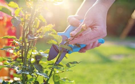 How To Prune Plants Proper Plant Pruning Guide