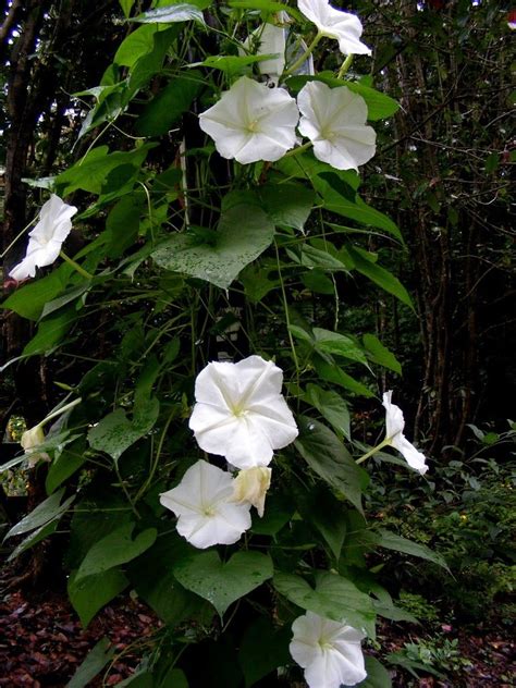 We did not find results for: Moonflower - I hope mine look this nice... | Moon flower ...