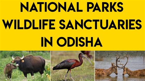 Odisha National Parks Wildlife Sanctuaries Tiger Reserve Odishagk
