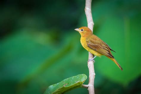 Birds In Arkansas: 26 Must-See Species In A Variety Of Colors