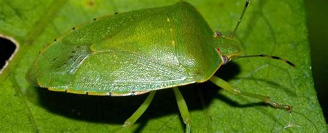 Green Stink Bug Missouri Department Of Conservation
