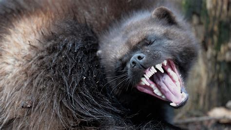 Why Wolverines Are So Rare In The U S And What S Being Done About It