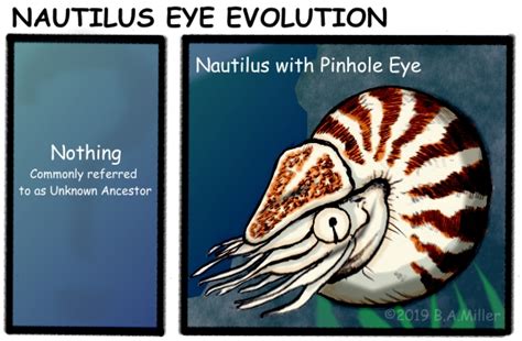 Eye Origins Part 1 Evident Creation