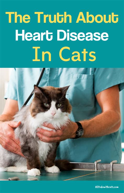 Heart diseases in cats is often related to a diseased heart muscle called cardiomyopathy. What Are The Symptoms Of Heart Disease In Cats? | Heart ...