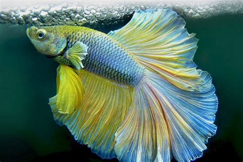 Betta Fish Anatomy 101 Female And Male